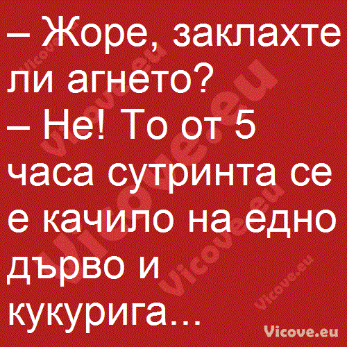 Жоре, заклахте ли агнето?