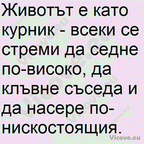 Животът е като курник