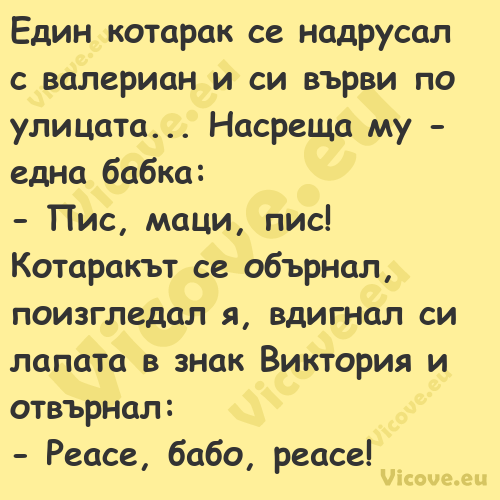 Един котарак се надрусал с вале...