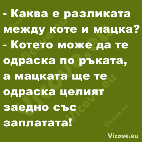 Каква е разликата между коте и мацка?