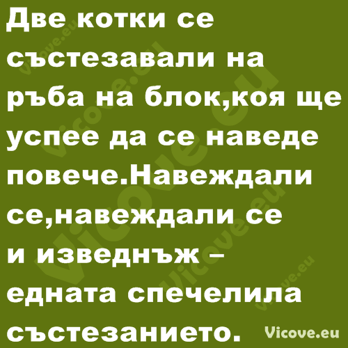 Две котки се състезавали