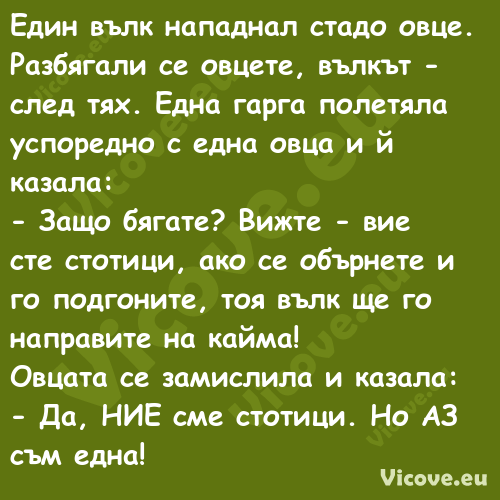 Един вълк нападнал стадо овце. ...