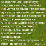 Австралия. Женско кенгуру подскача като лудо