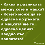 Каква е разликата между коте и мацка?